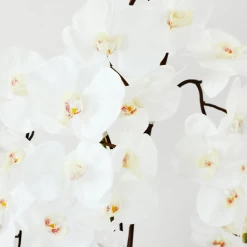 Nikki Chu - Orchid In Black Vase -decoration webimage 168213601 DTL