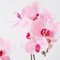 Nikki Chu - Pink Orchid In White Vase -decoration webimage 168247451 DTL1