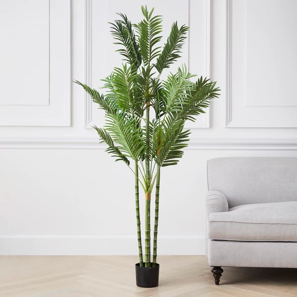 Areca Palm Tree 4 Areca Palm Tree - Image 2