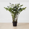 Zamioculas Tree -decoration webimage 206448861 jpg