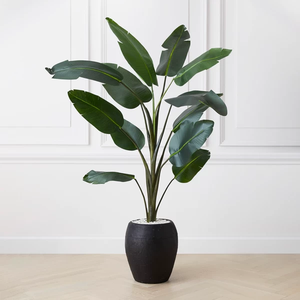 Banana Palm Tree 3 Banana Palm Tree