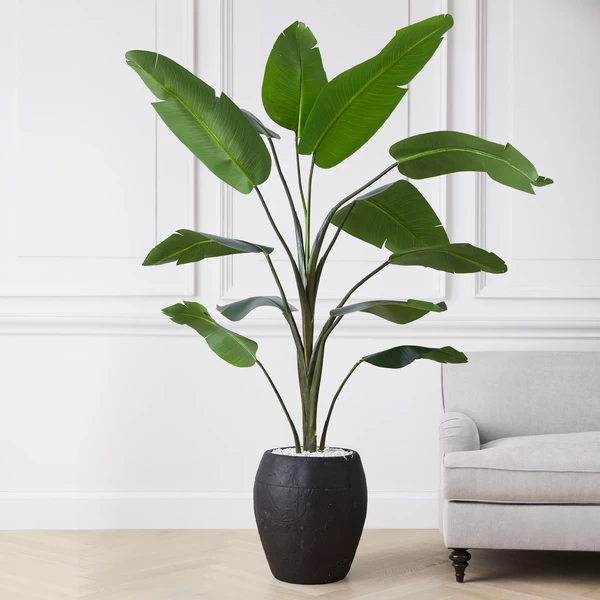 Banana Palm Tree 4 Banana Palm Tree - Image 2