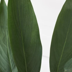 Faux Potted Water Canna -decoration webimage 207190249 dtl2