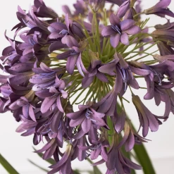 Faux Potted Agapanthus 8 Faux Potted Agapanthus -decoration webimage 207919623 dtl1