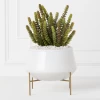 Donkey Tail In Bowl With Stand -decoration webimage 207999712