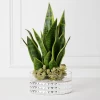 Mother In Law's Tongue Succulent With Bowl -decoration webimage 207999718