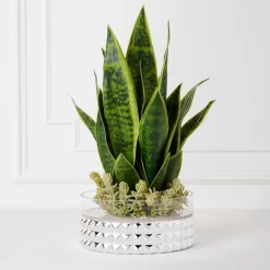 Mother In Law's Tongue Succulent With Bowl -decoration webimage 207999718 alt1