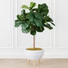 Fiddle Leaf Tree In Bowl -decoration webimage 207999719
