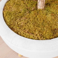 Fiddle Leaf Tree In Bowl -decoration webimage 207999719 dtl2