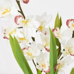 Cymbidium In Glass Vase 8 Cymbidium In Glass Vase -decoration webimage 207999720 dtl1 1