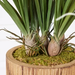 Areca In Wood Stand -decoration webimage 207999721 dtl1