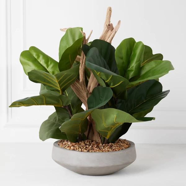 Fiddle Leaf Branches In Bowl 3 Fiddle Leaf Branches In Bowl