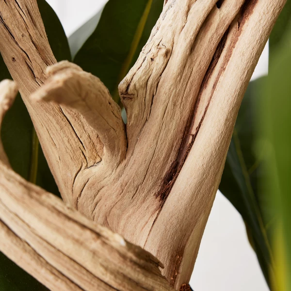 Fiddle Leaf Branches In Bowl 5 Fiddle Leaf Branches In Bowl - Image 3