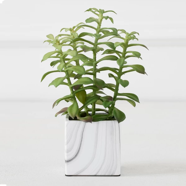 Tree Succulents In Marble Pot 3 Tree Succulents In Marble Pot