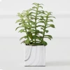 Tree Succulents In Marble Pot -decoration webimage 207999966