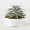 Succulent In White Round Pot 2 Succulent In White Round Pot -decoration webimage 207999970