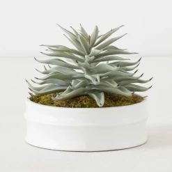 Succulent In White Round Pot