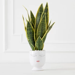 Mother In Law's Tongue/Selfie With Vase