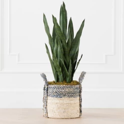 Mother In Law's Tongue In Basket