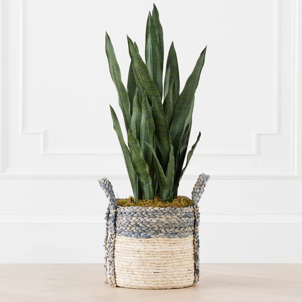 Mother In Law's Tongue In Basket 3 Mother In Law's Tongue In Basket