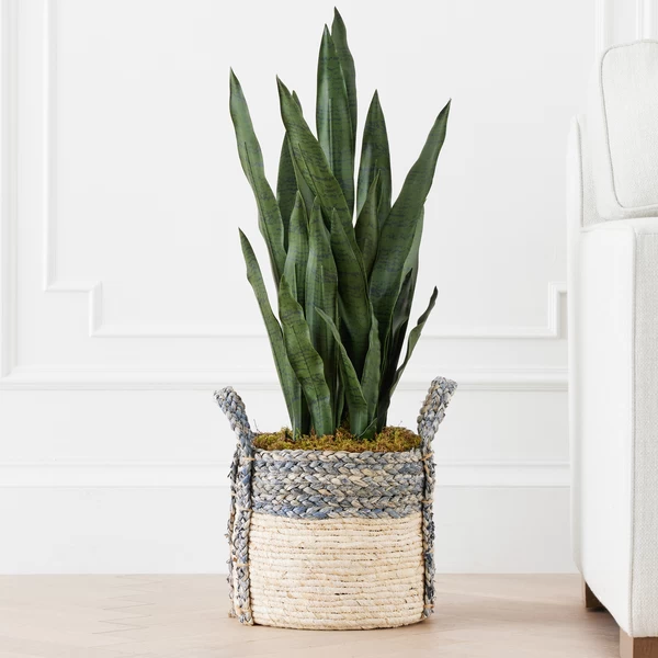 Mother In Law's Tongue In Basket 4 Mother In Law's Tongue In Basket - Image 2