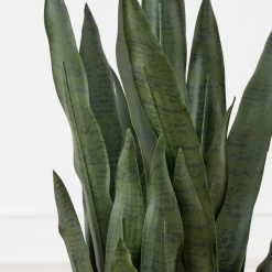 Mother In Law's Tongue In Basket 9 Mother In Law's Tongue In Basket -decoration webimage 207999974 dtl2