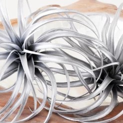 Faux Air Plant -decoration webimage 209204773 DTL