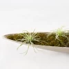 Bag Of Moss -decoration webimage 209584091 1
