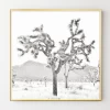 Joshua Tree Bliss -decoration webimage 630693288