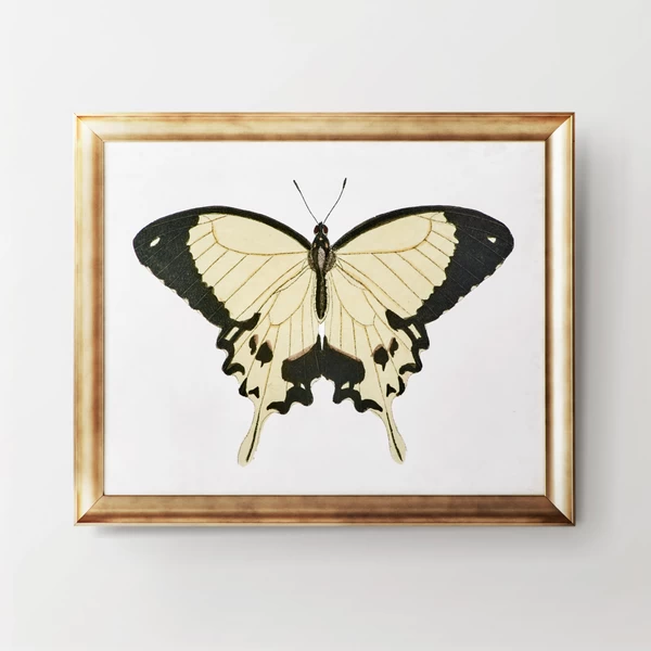 Beautiful Butterfly 1 3 Beautiful Butterfly 1