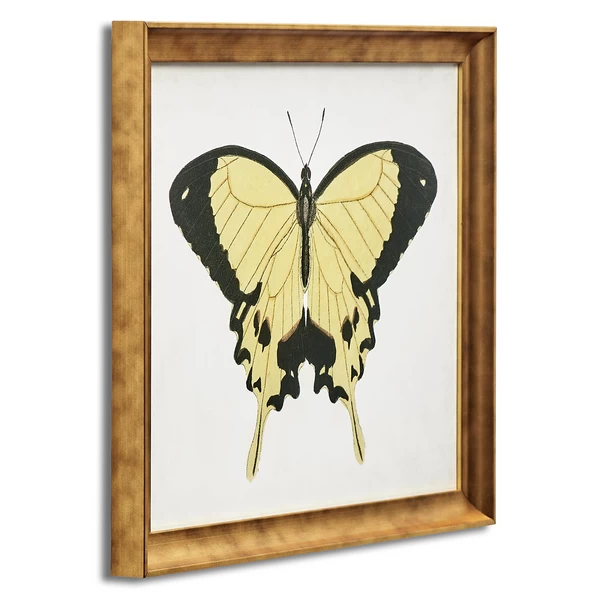 Beautiful Butterfly 1 4 Beautiful Butterfly 1 - Image 2