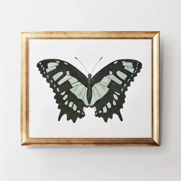 Beautiful Butterfly 2 3 Beautiful Butterfly 2